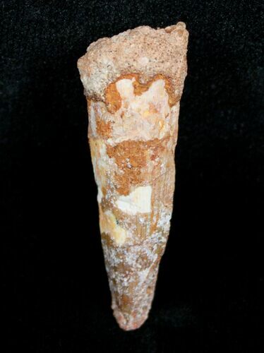 Bargain Spinosaurus Tooth - inches #4482